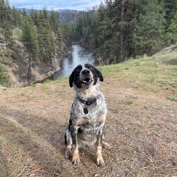 Providing for me and my dog, Jolene <3 - Picture 3 of 4